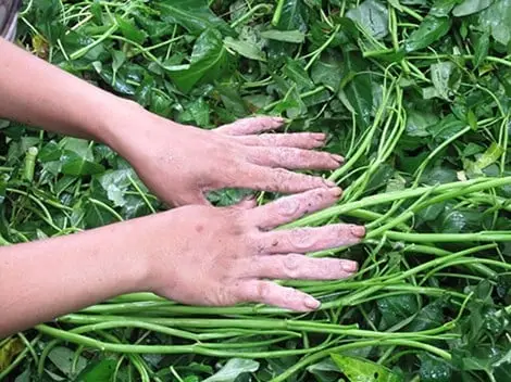 Bàn tay hái rau muống tươi non