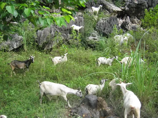 Dê núi gặm cỏ trên đồng cỏ xanh mướt