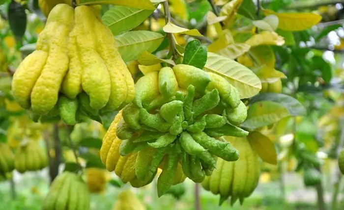 Phật Thủ An Lành Cân Bằng