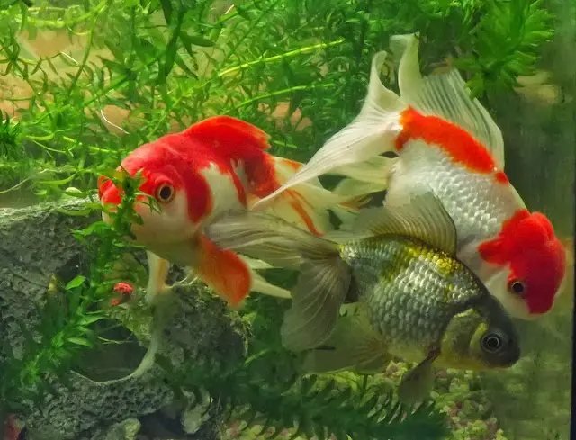 Bể cá cảnh với cá vàng bơi lội.