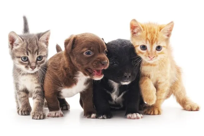 Các Biệt Danh Cho Tên Hạnh Lấy Cảm Hứng Từ Loài Vật Dễ Thương