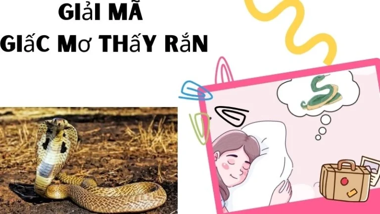 Giải Mã Giấc Mơ Bị Rắn Đuổi: Điềm Báo, Ý Nghĩa Và Cách Hóa Giải 2 Giấc Mơ Thấy Rắn Bí Ẩn Tâm Linh
