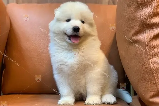 Hình ảnh chó Alaska cute đang nô đùa, chạy nhảy vui vẻ ngoài trời