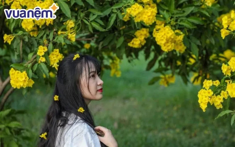 Hoa Hoàng Yến rực rỡ - Phản ánh ý nghĩa tên Hoàng Yến