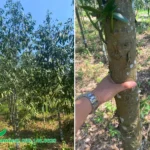 Thân cây Kim Giao có màu xám đặc biệt