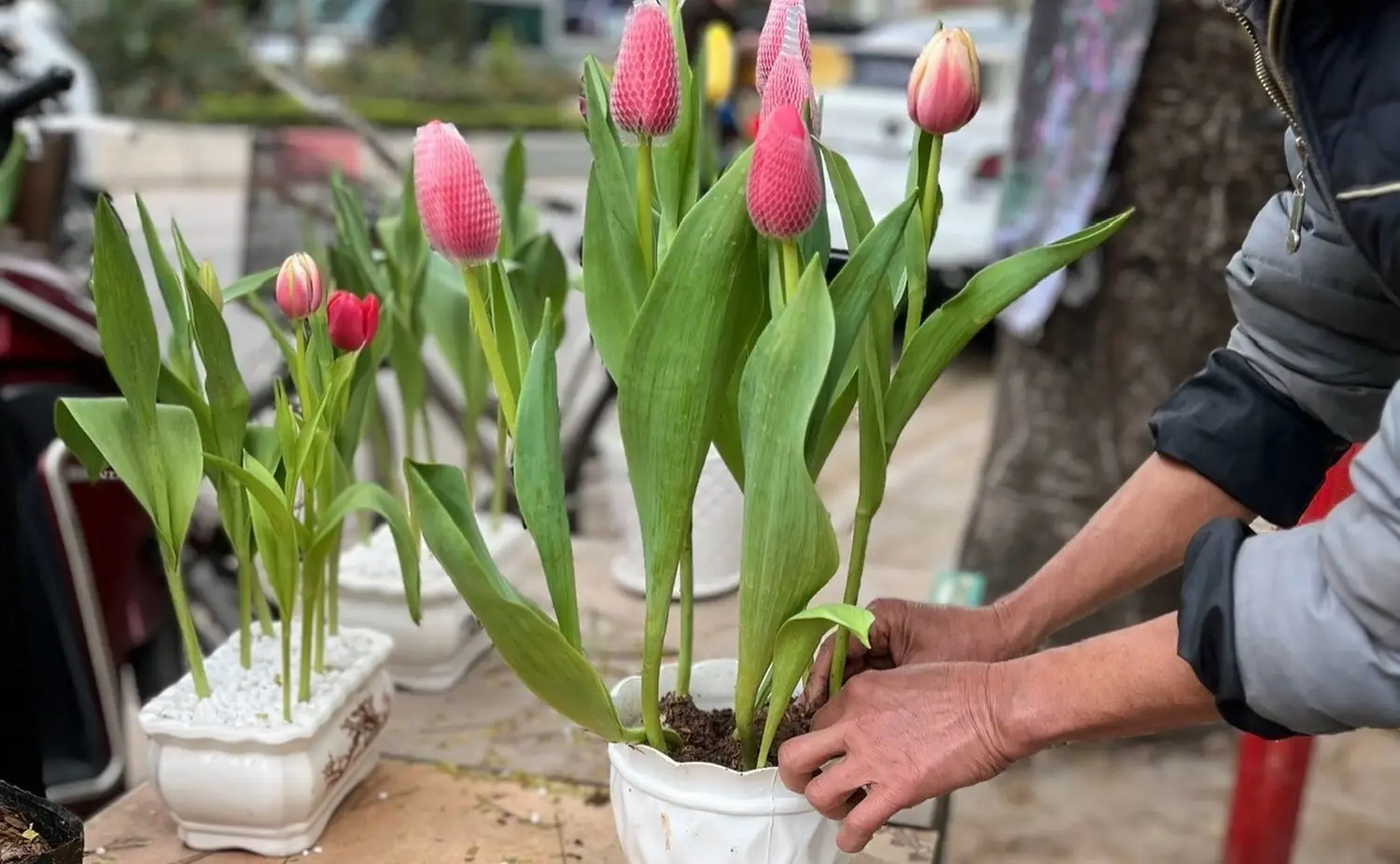 Bàn tay chắp, trồng cây: Hành thiện, bình an.