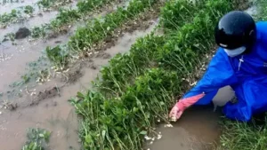 Mưa Hồi Sinh Đất Khô: Cây Xanh Tốt Lại.