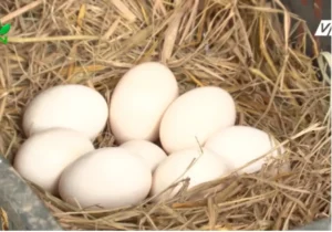 Trứng gà đầy tổ, sung túc thịnh vượng