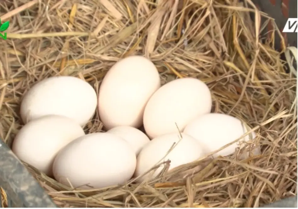 Trứng gà đầy tổ, sung túc thịnh vượng