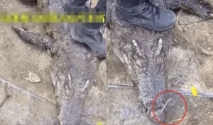 Người chạy trốn cá sấu dưới nước sợ hãi.