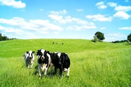 Nằm mơ thấy bò sữa: Giải mã điềm báo may rủi và cách hóa giải 4 Bò sữa bình yên trên đồng cỏ xanh.