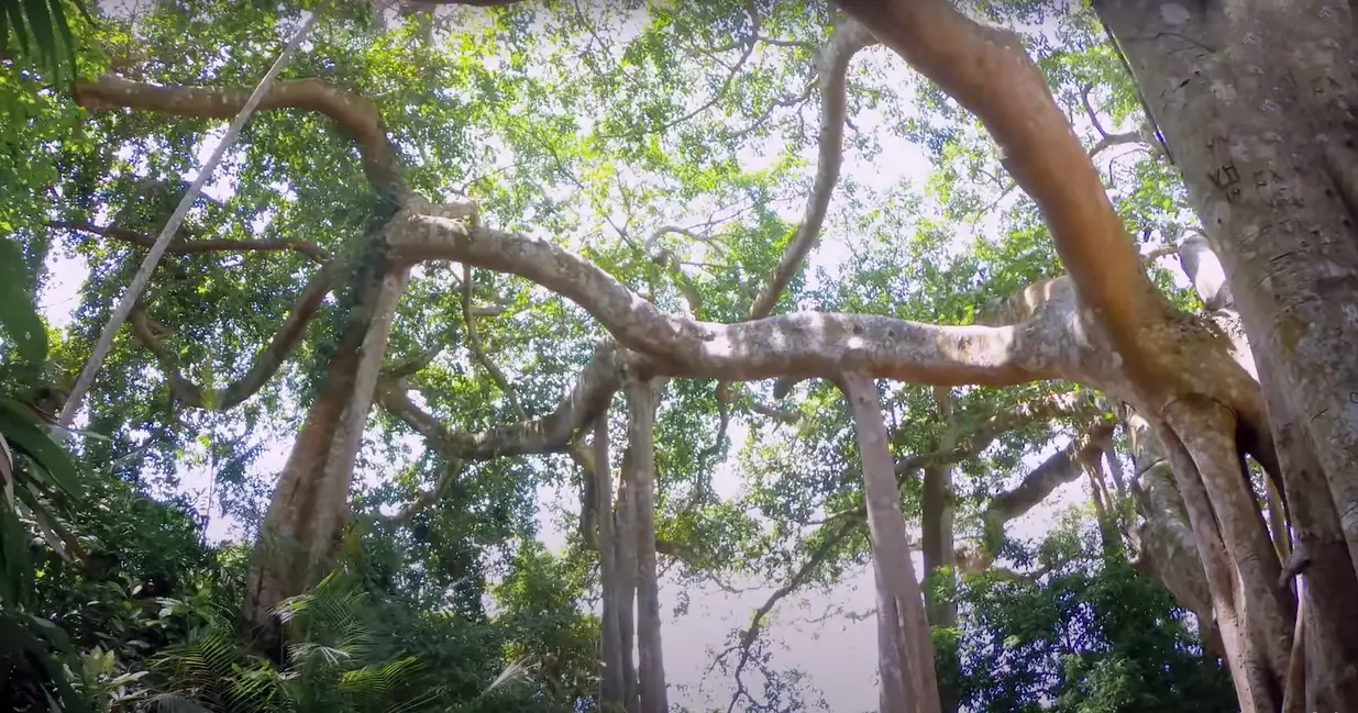 Cây Đa Cổ Thụ Hùng Vĩ Xanh Tốt