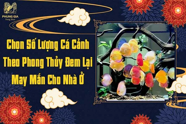 Hướng dẫn chọn cá Ngũ hành phong thủy