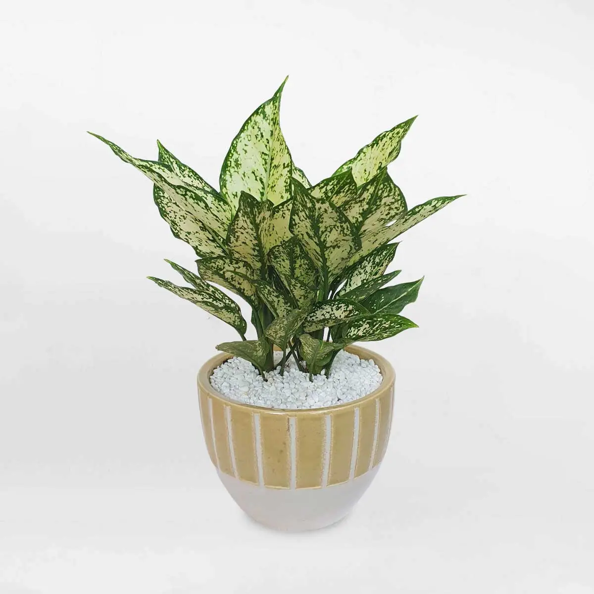 Cây Ngọc Ngân để bàn, chậu gốm sứ tinh tế.