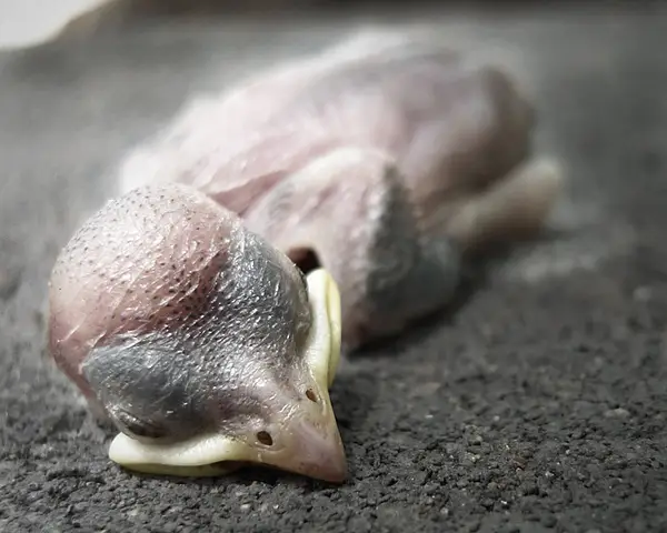 Ảnh chim sẻ non chết