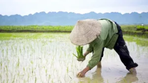 Nông dân cày ruộng đồng lúa xanh mướt