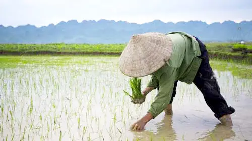 Giải Mã Giấc Mơ Thấy Cày Ruộng: Điềm Báo, Ý Nghĩa Và Cách Hóa Giải 3 Nông dân cày ruộng đồng lúa xanh mướt