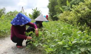 Người trồng đậu trong vườn.