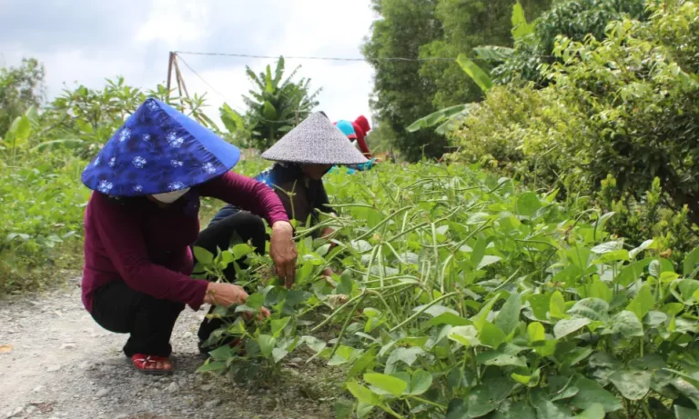 Người trồng đậu trong vườn.