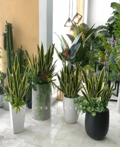 Cây Lưỡi Hổ trang trí nội thất hiện đại.