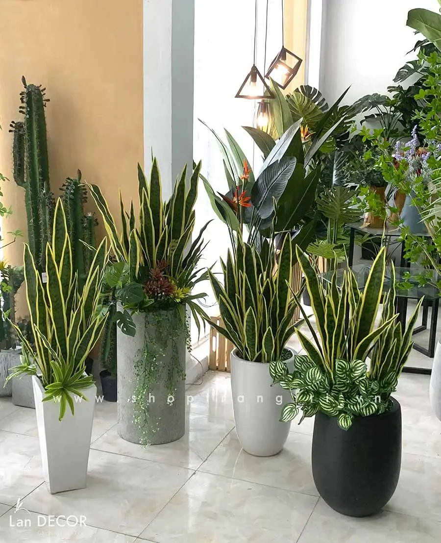 Cây Lưỡi Hổ: Giải Mã Ý Nghĩa Phong Thủy Sâu Sắc Cho Gia Chủ 4 Cây Lưỡi Hổ trang trí nội thất hiện đại.