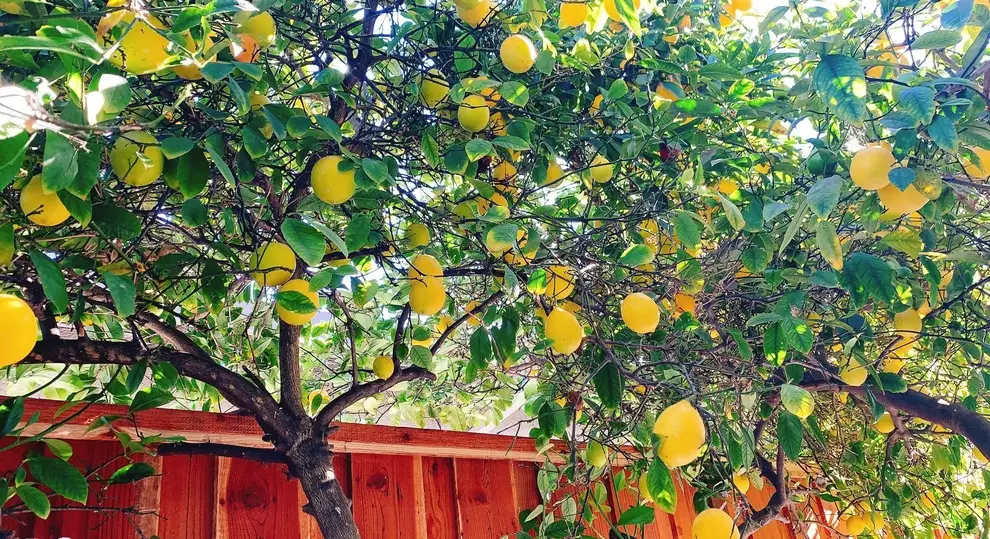 Vườn cây ăn quả trĩu cành sung túc