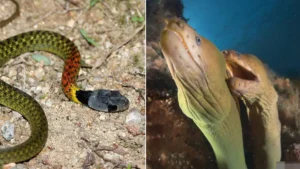 Rắn uốn lượn: Sức mạnh bí ẩn, chuyển hóa