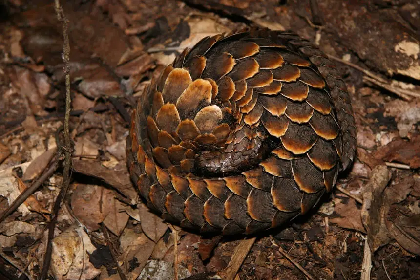 Giải Mã Giấc Mơ Thấy Tê Tê: Điềm Báo & Lời Khuyên An Tâm 3 Tê tê cuộn tròn bảo vệ bản thân