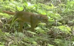 Beo uy nghi ẩn mình trong rừng.