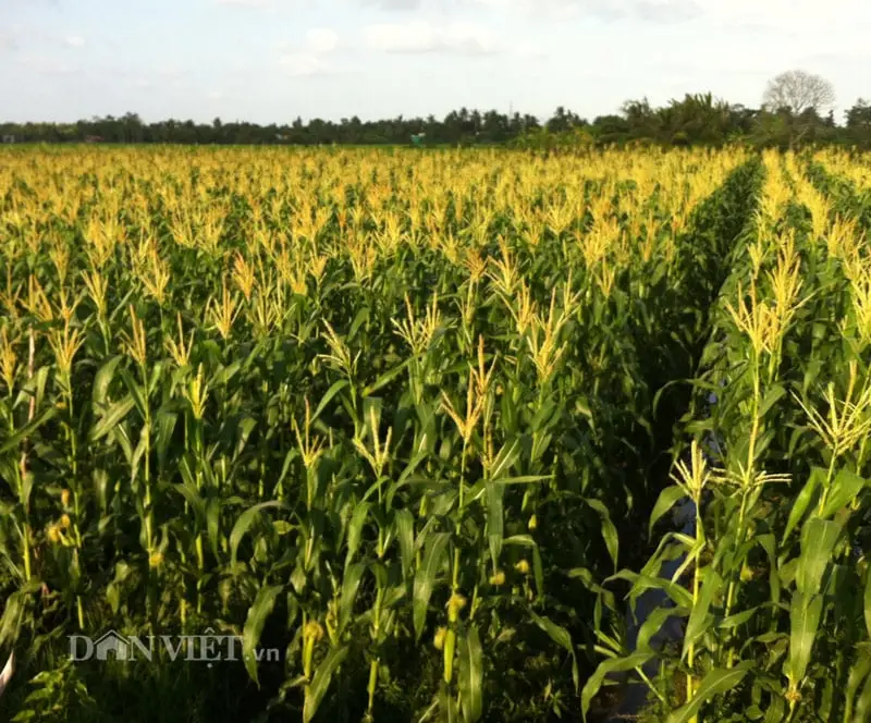 Cánh đồng bắp chín vàng, mùa màng bội thu.