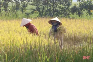 Người cần mẫn trồng cây dưới nắng.