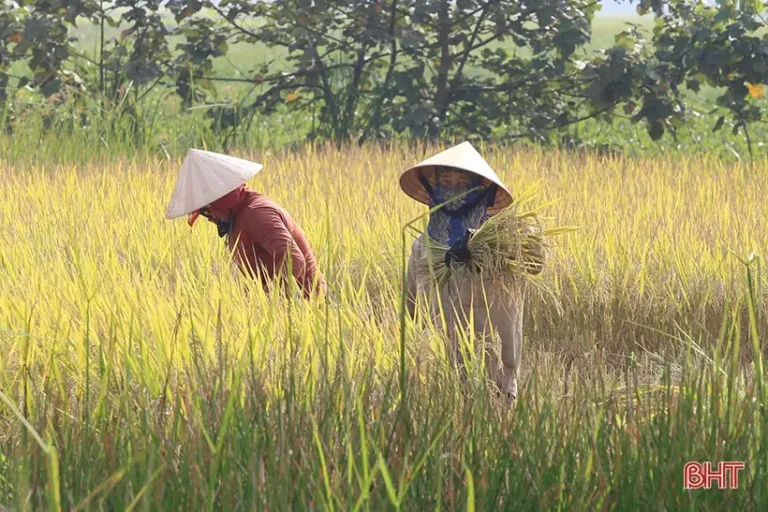 Người cần mẫn trồng cây dưới nắng.