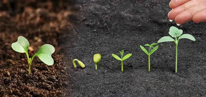 Mơ Thấy Trả Thù: Giải Mã Giấc Mơ Và Hóa Giải Nghiệp Chướng 7 Nắm giữ hạt giống, gieo mầm thiện.