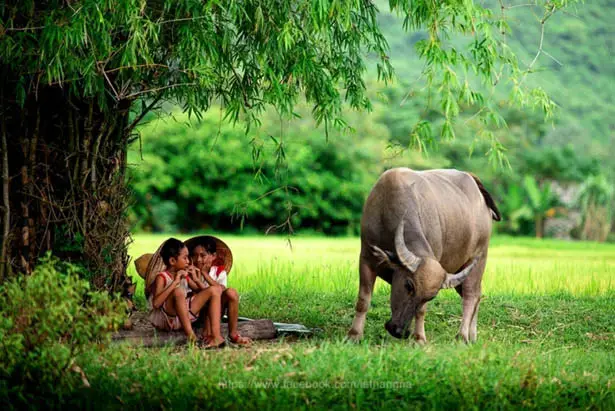 Trâu ăn cỏ trên cánh đồng xanh mướt