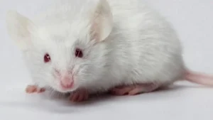 Chú chuột bạch tinh nghịch lém lỉnh, đáng yêu.