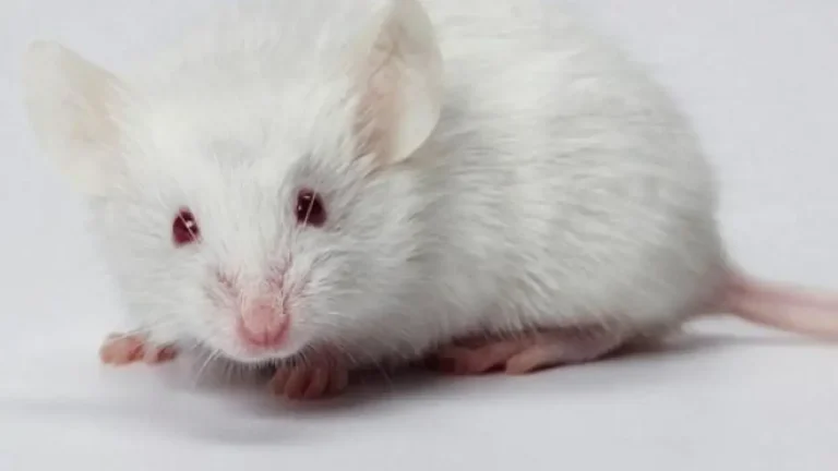 Chú chuột bạch tinh nghịch lém lỉnh, đáng yêu.