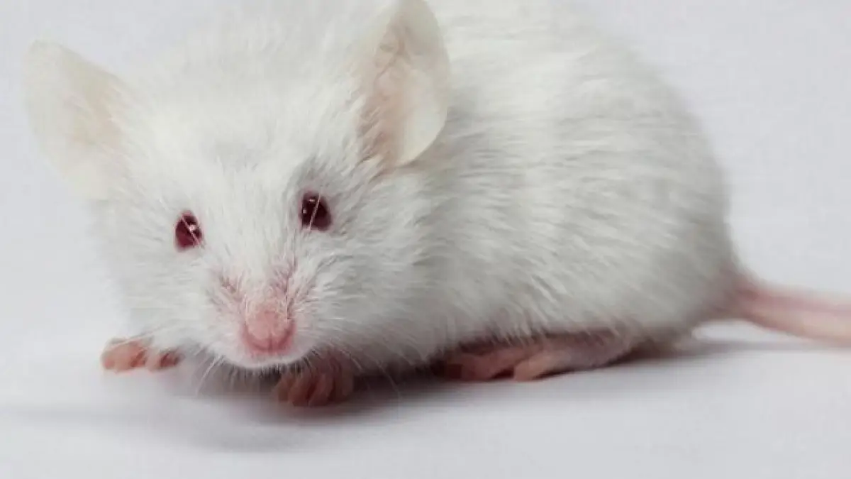 Giải Mã Giấc Mơ Thấy Chuột Bạch: Điềm Báo & Hóa Giải An Tâm 4 Chú chuột bạch tinh nghịch lém lỉnh, đáng yêu.