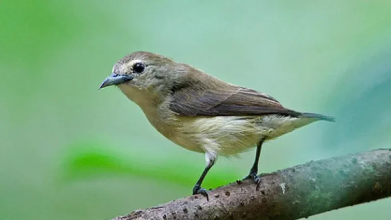 Chim Sâu Lanh Lợi Trên Cành