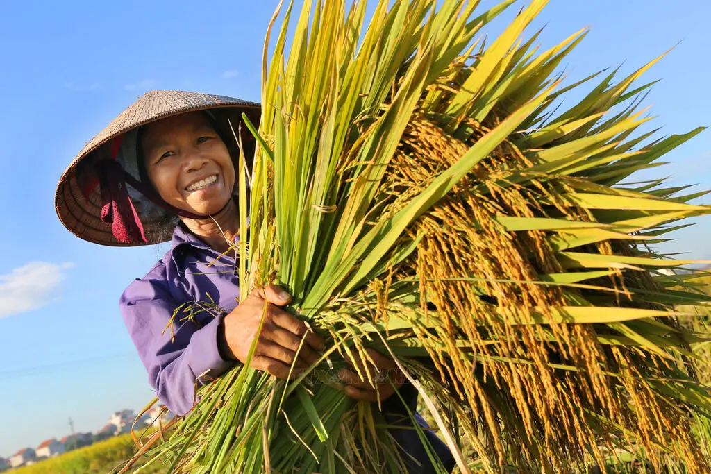 Mơ Thấy Gặt Hái: Giải Mã Điềm Báo Và Hướng Hoá Giải An Lành 3 Nông dân hạnh phúc gặt lúa vàng trĩu bông.