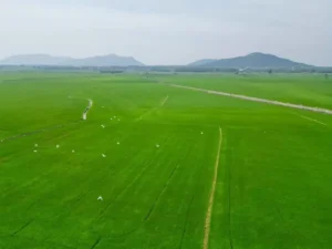 Cánh Đồng Lúa Xanh Mướt Bất Tận