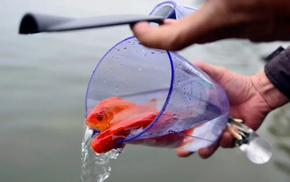 Nằm Mơ Bắt Được Cá: Giải Mã Điềm Lành, Hóa Giải Điềm Dữ Cho Vận Mệnh Của Bạn 6 Đôi tay thả cá xuống dòng nước.