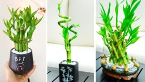 Lucky Bamboo trên bàn làm việc văn phòng hiện đại.