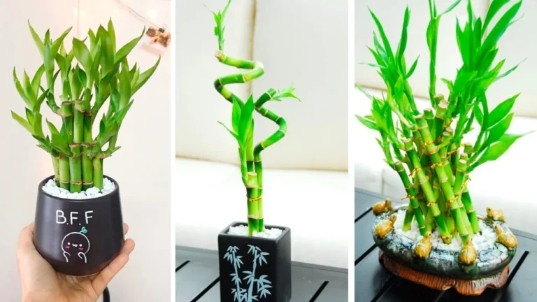 Lucky Bamboo trên bàn làm việc văn phòng hiện đại.