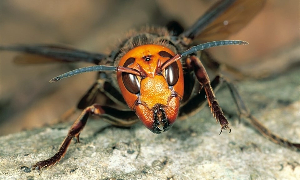 Cuộc chạy trốn khỏi đàn ong bắp cày nguy hiểm.