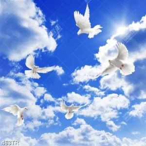 Chim bồ câu trắng bay lượn trên bầu trời xanh.