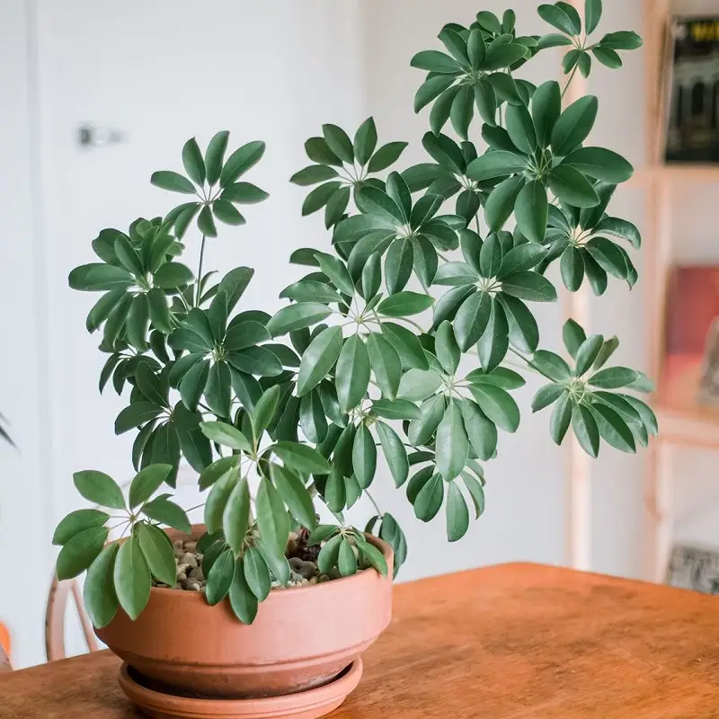 Vật phẩm phong thủy, cây xanh hóa giải.