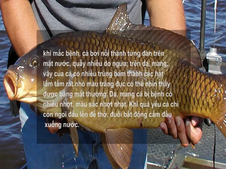 Giải Mã Giấc Mơ Thấy Cá Chép: Điềm Báo & Hướng Hóa Giải 2 Cá chép yếu ớt giữa dòng nước đục.
