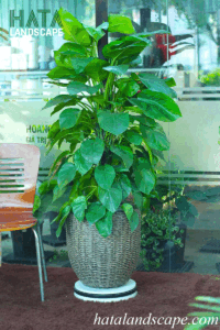 Cây Trầu Bà xanh mướt dáng leo