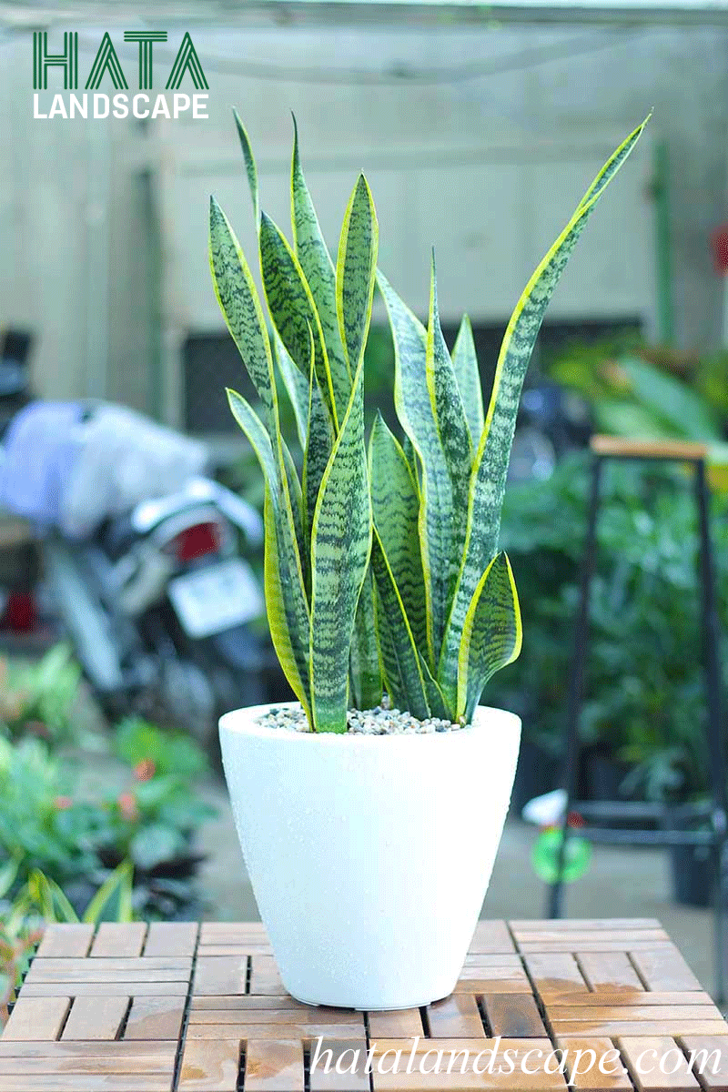 Phong thủy nhà vệ sinh: Cây lưỡi hổ, thạch anh