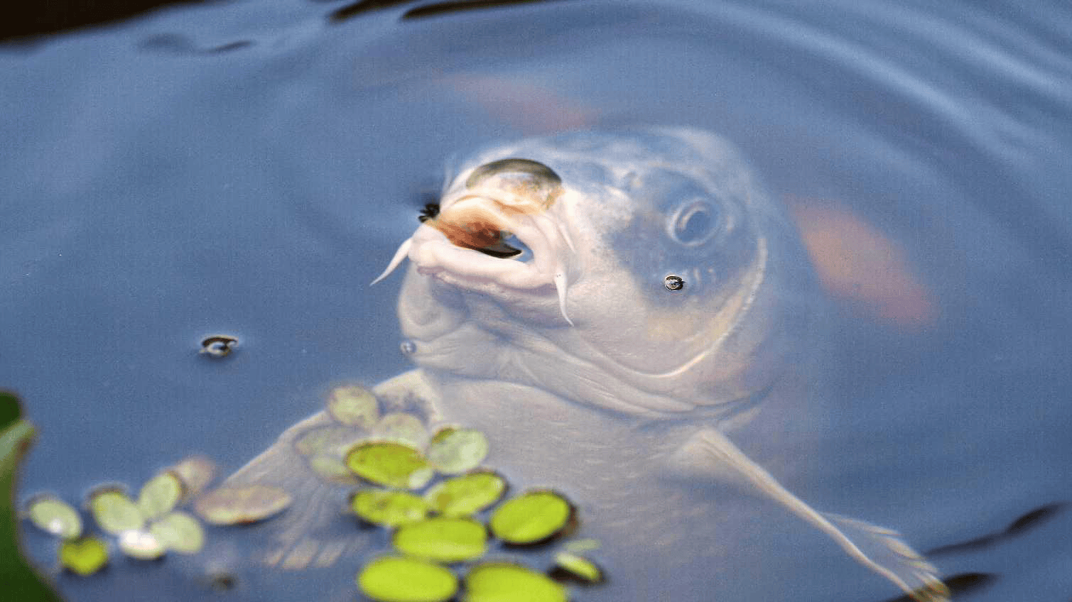 Nghi Lễ Cúng Ông Táo Cúng Mấy Con Cá Chép: Tâm Thành Và Chuẩn Mực 4 3 Cá Chép Sống Trong Chậu Nước Sạch
